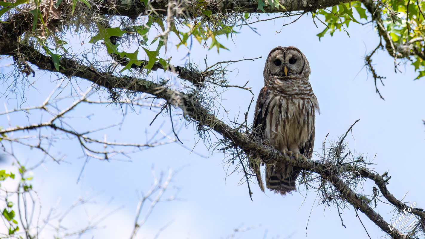 Barred Owl