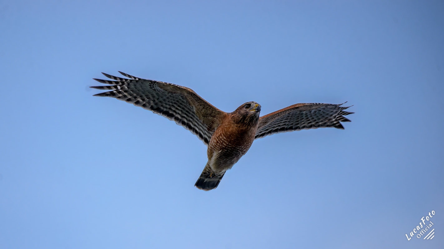 Red-shouldered Hawk