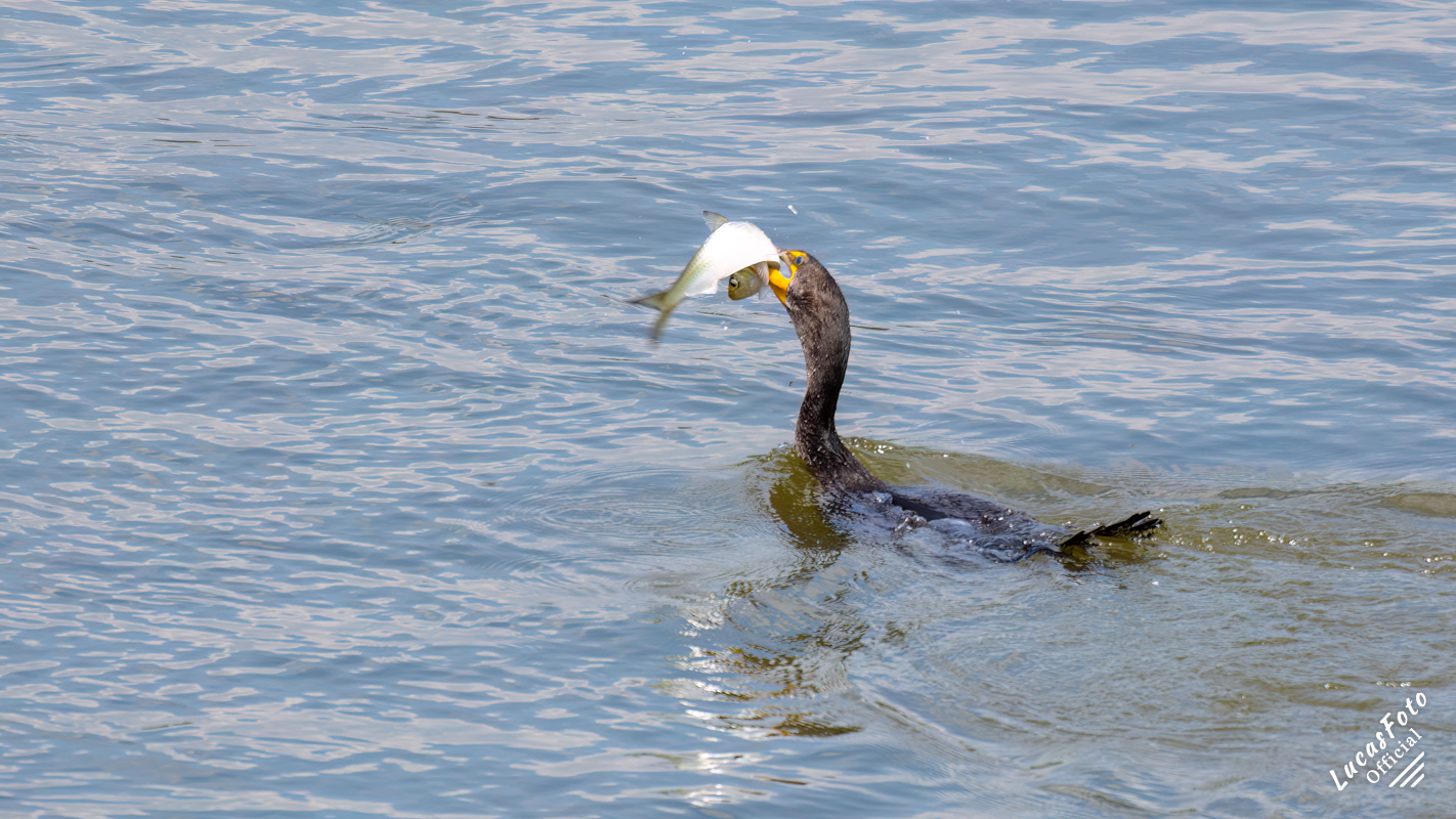 Double-crested Cormorant