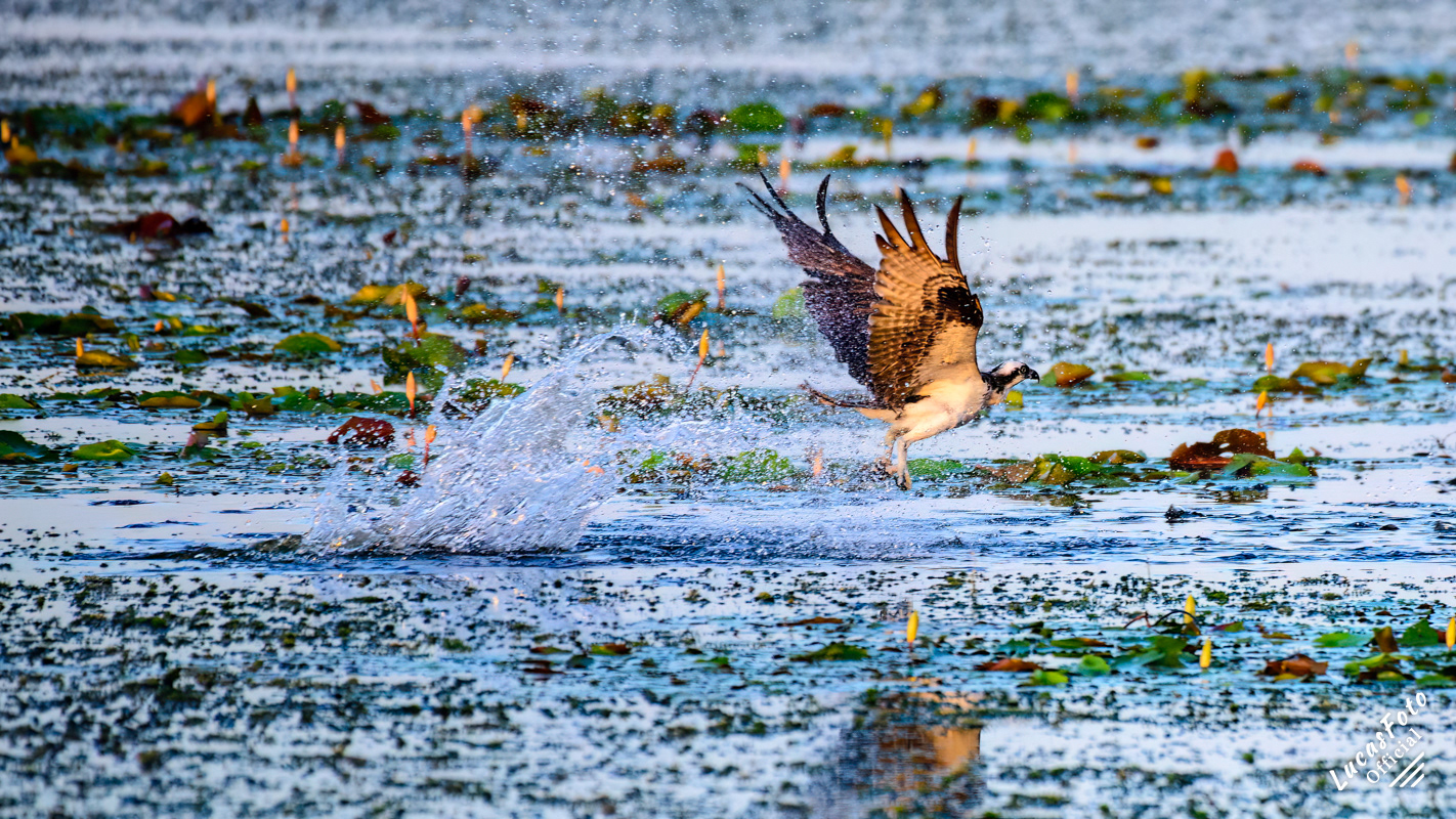 Osprey