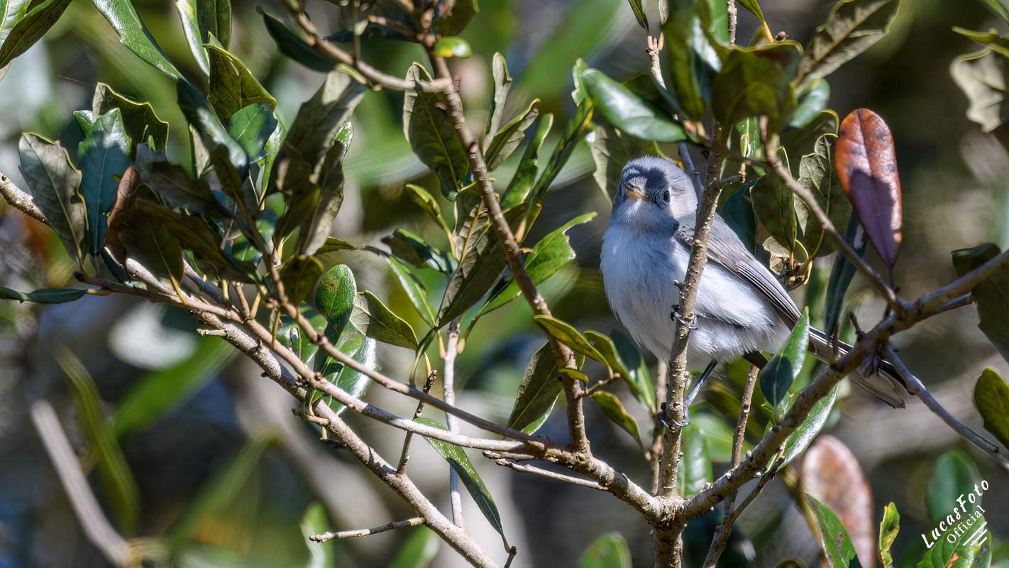 Blue-gray Gnatcatcher