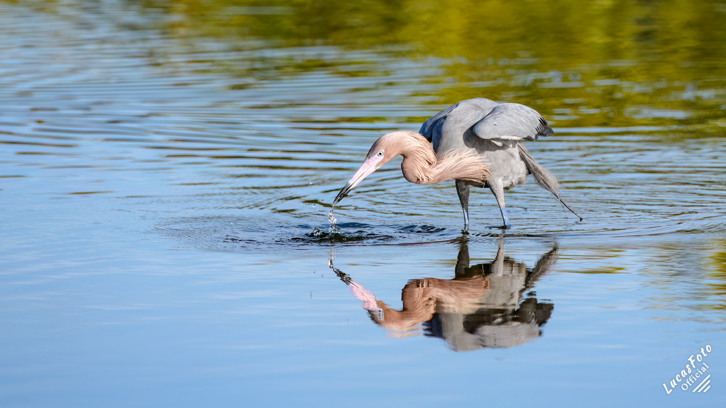 Reddish Egret