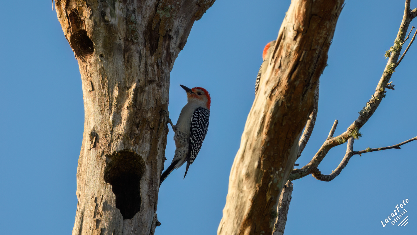 Red-bellied Woodpecker