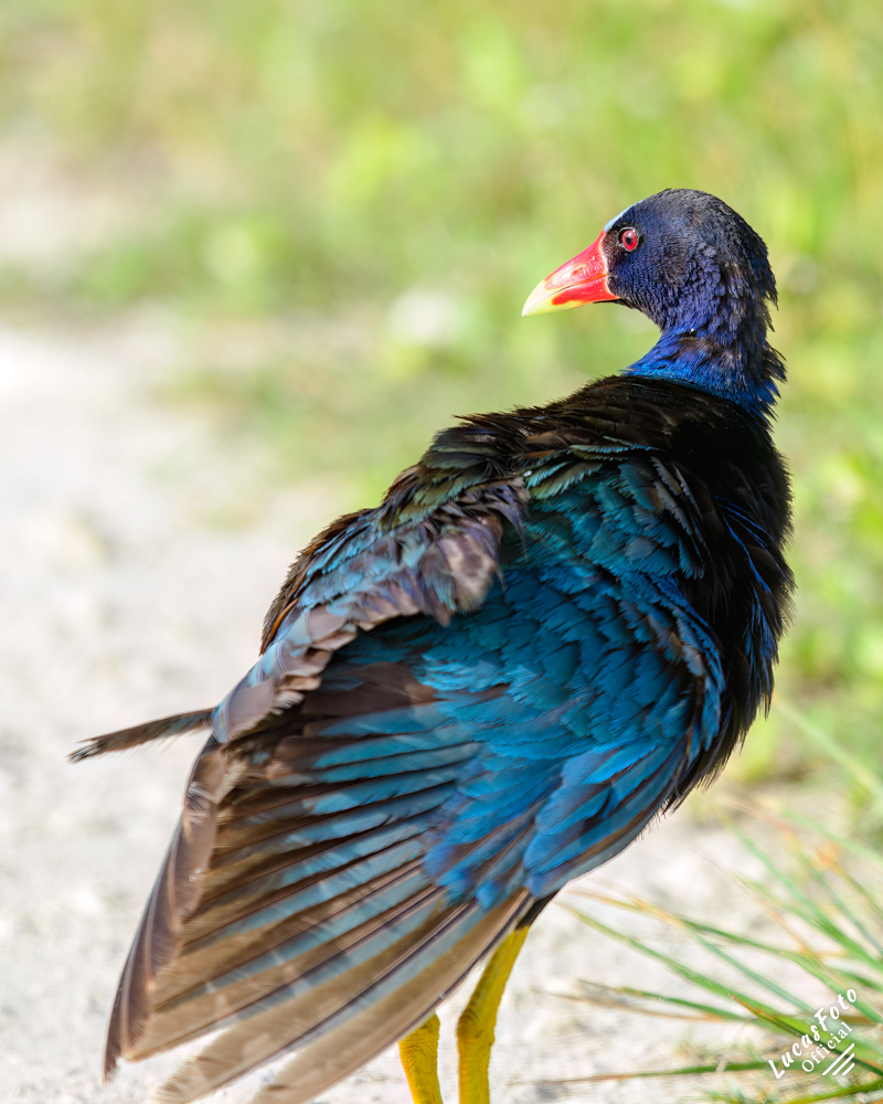 Purple Gallinule
