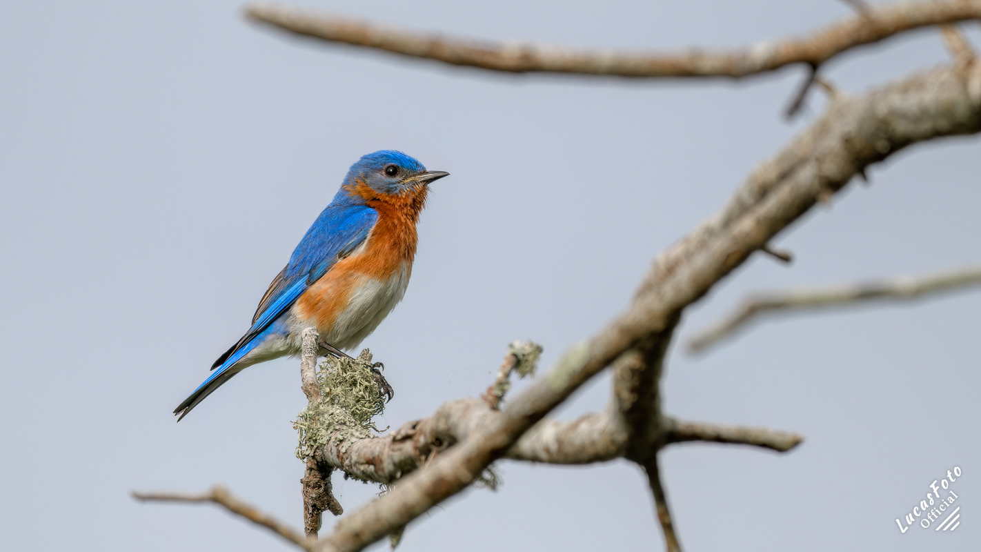 Eastern Bluebird