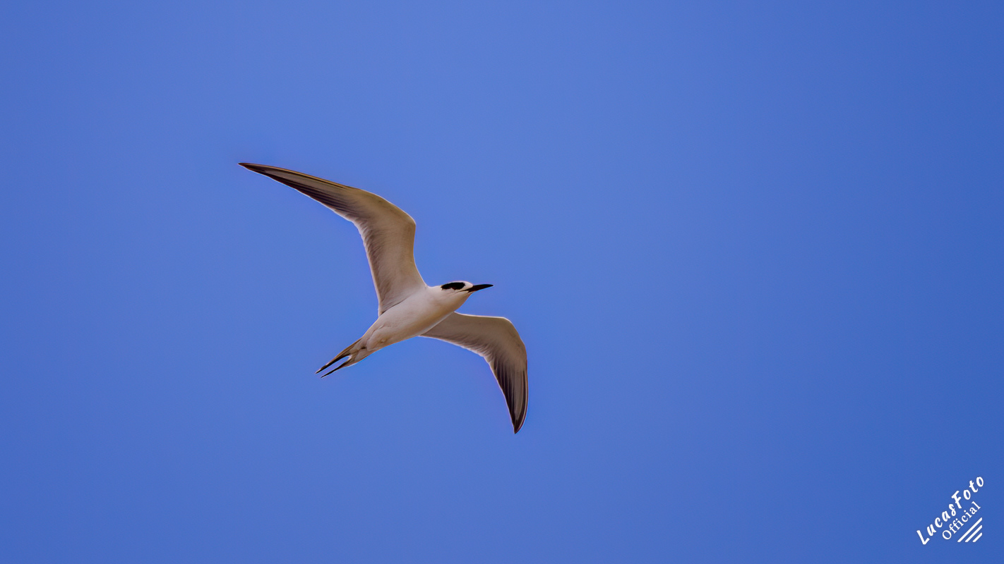 Forster's Tern