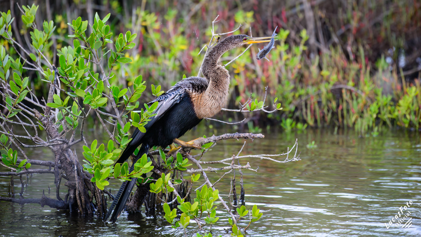 Anhinga