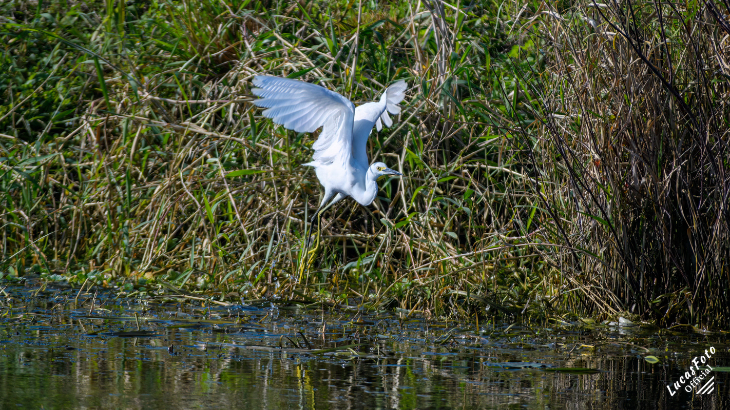 Snowy Egret