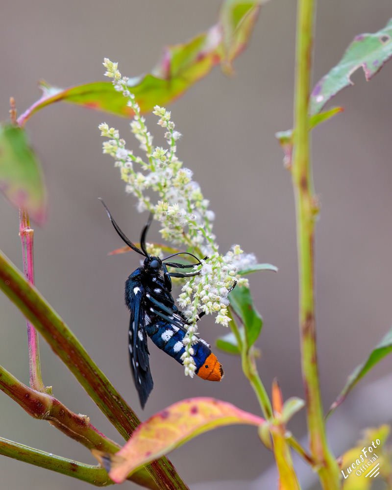 Polka Dot Wasp Moth