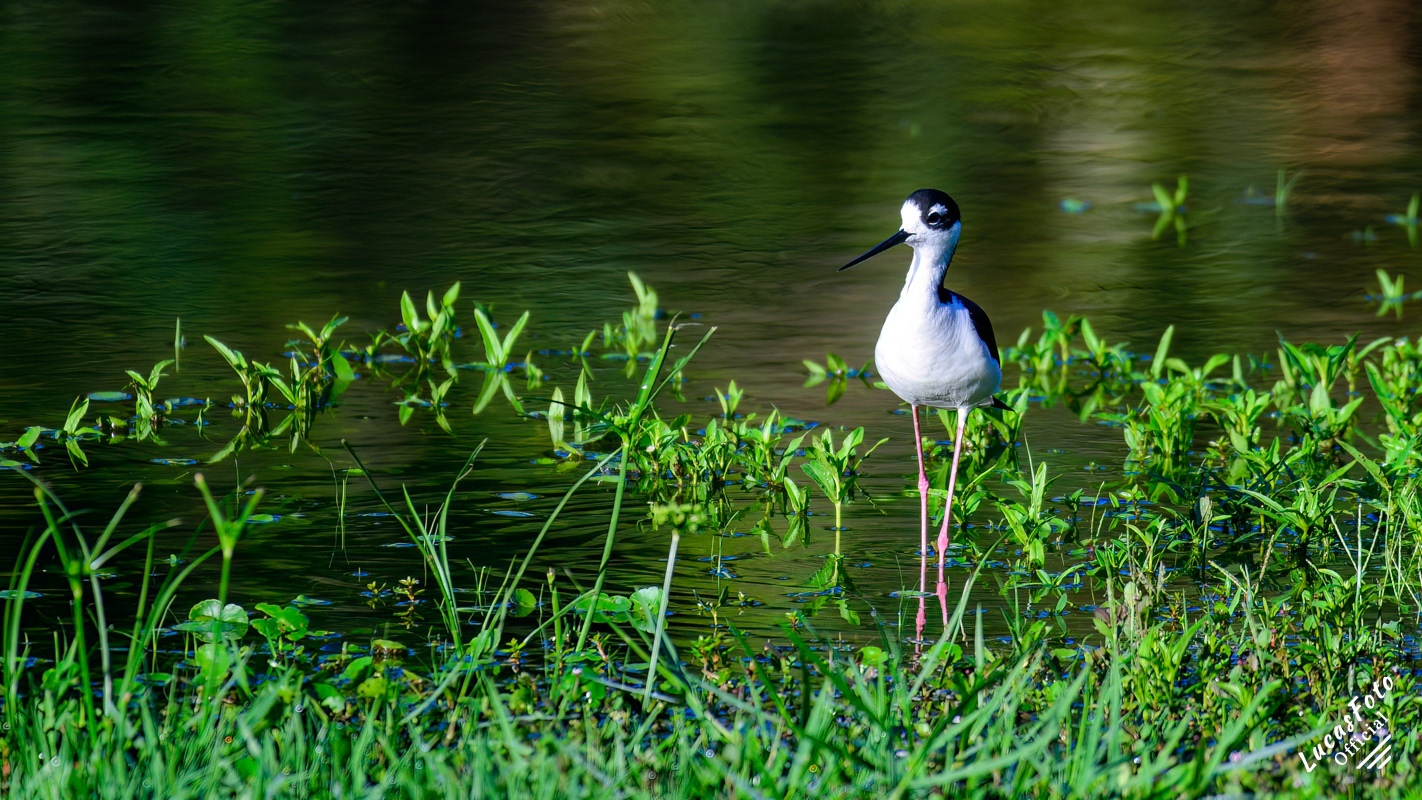 Black-necked Stilt
