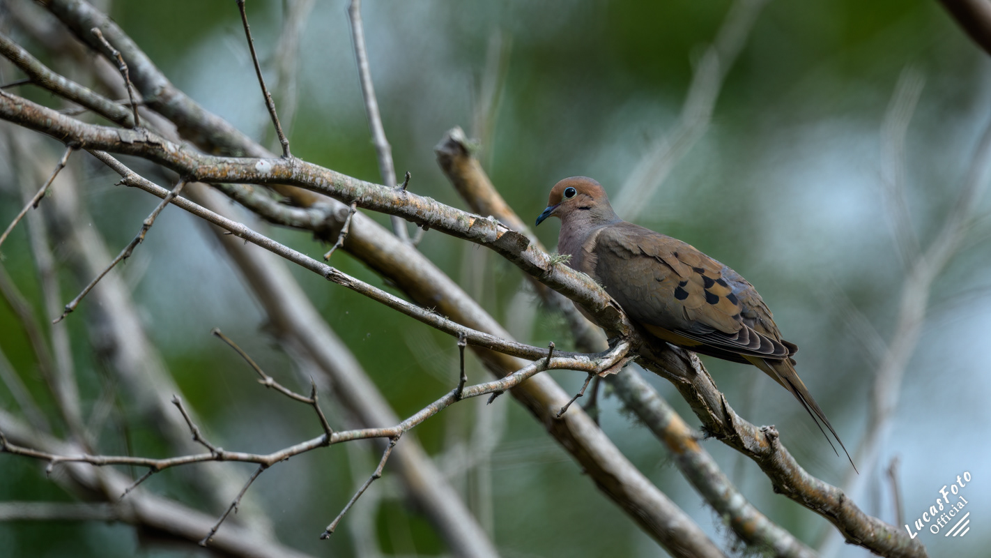 Mourning Dove