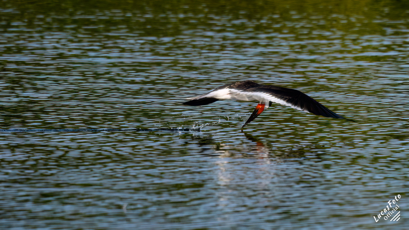 Black Skimmer