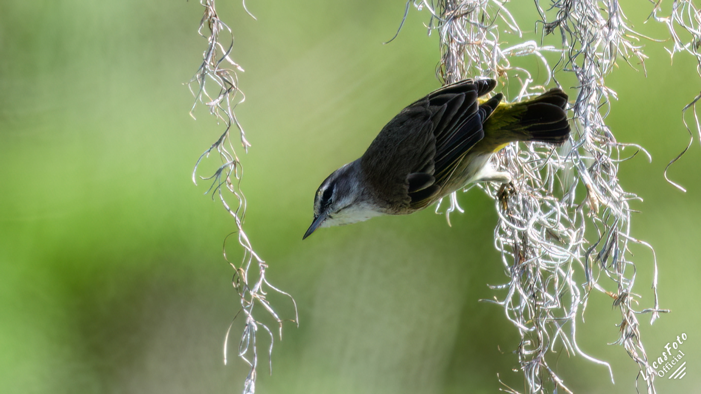 Palm Warbler