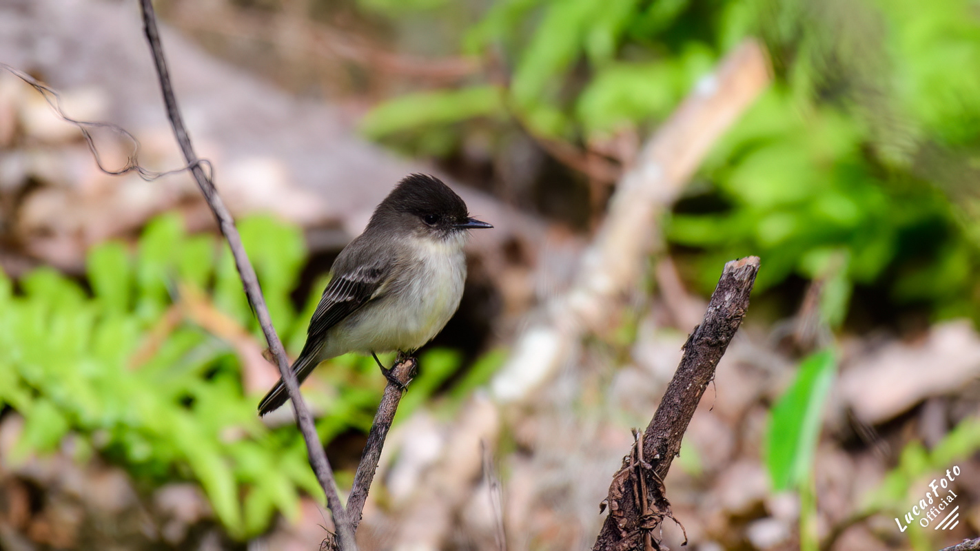 Eastern Phoebe