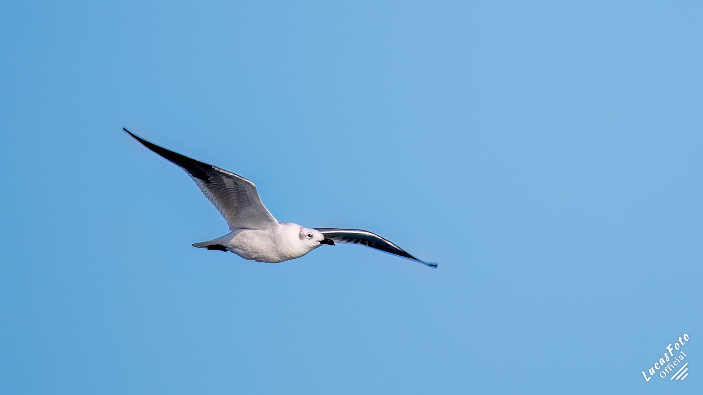 Laughing Gull