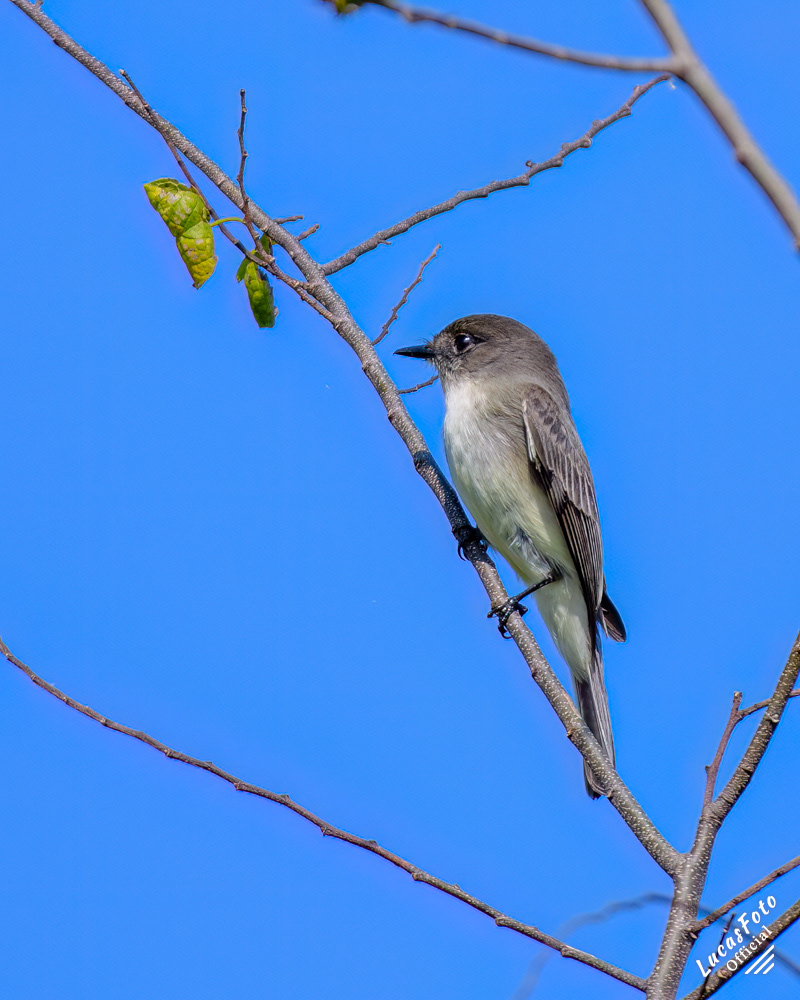 Eastern Phoebe