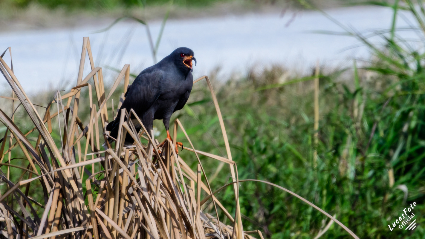 Snail Kite