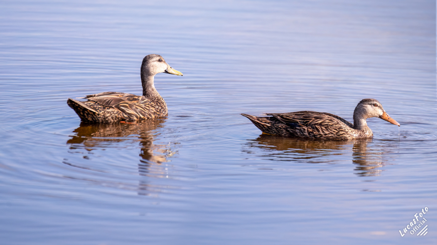 Mottled Duck