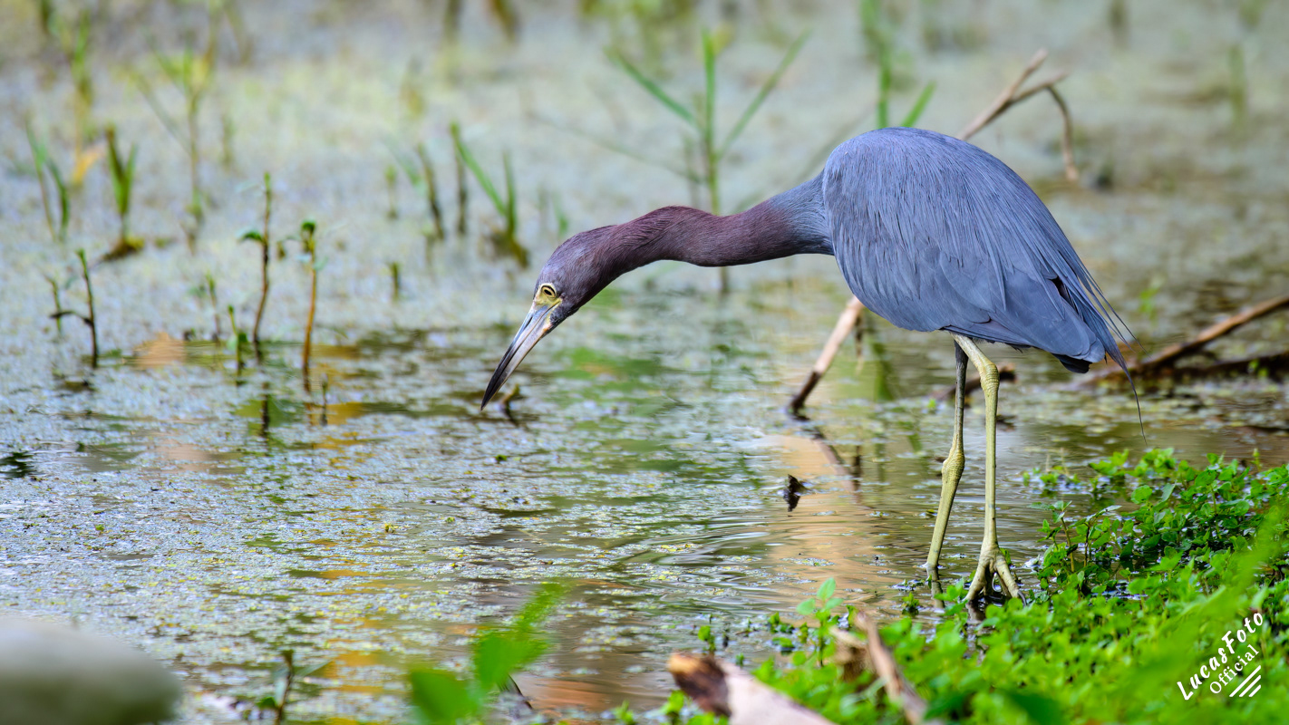 Little Blue Heron
