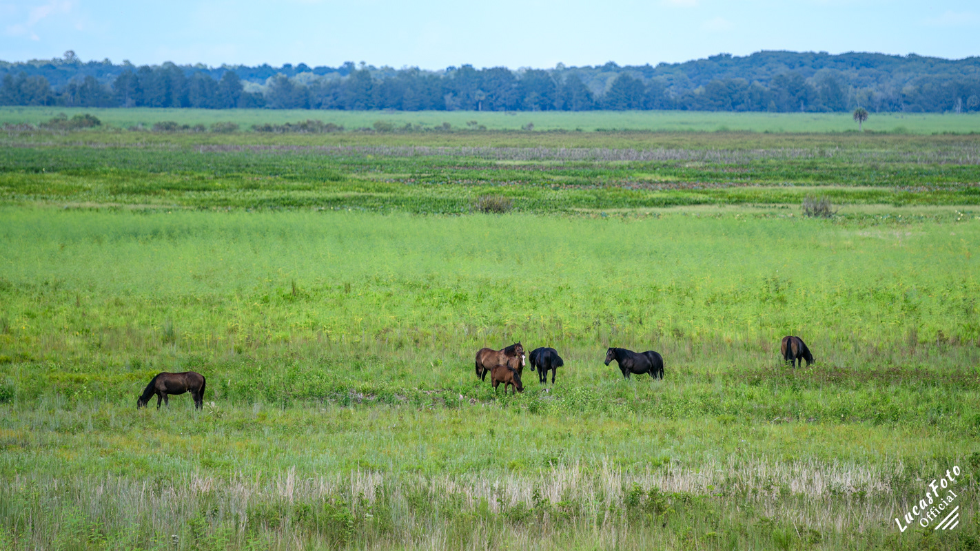 Wild Horse