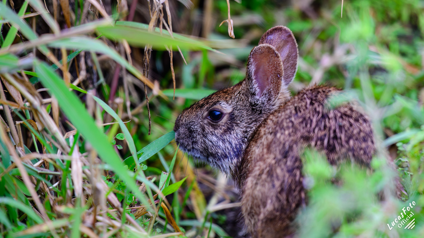 Marsh Rabbit