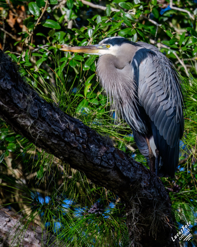 Great Blue Heron