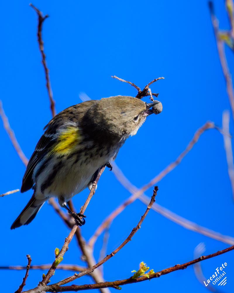 Yellow-rumped Warbler