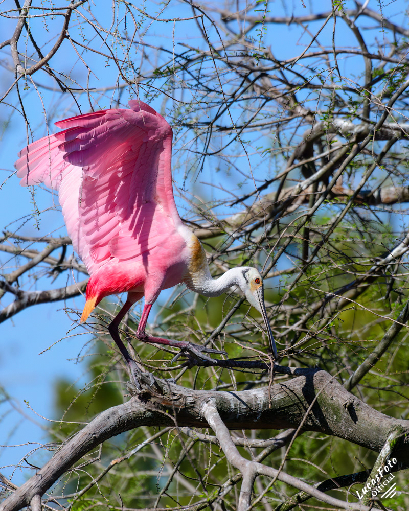 Roseate Spoonbill