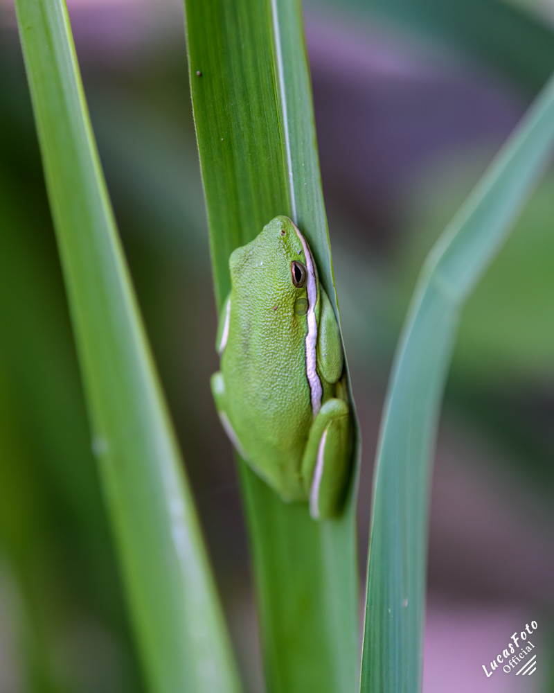 Green Treefrog