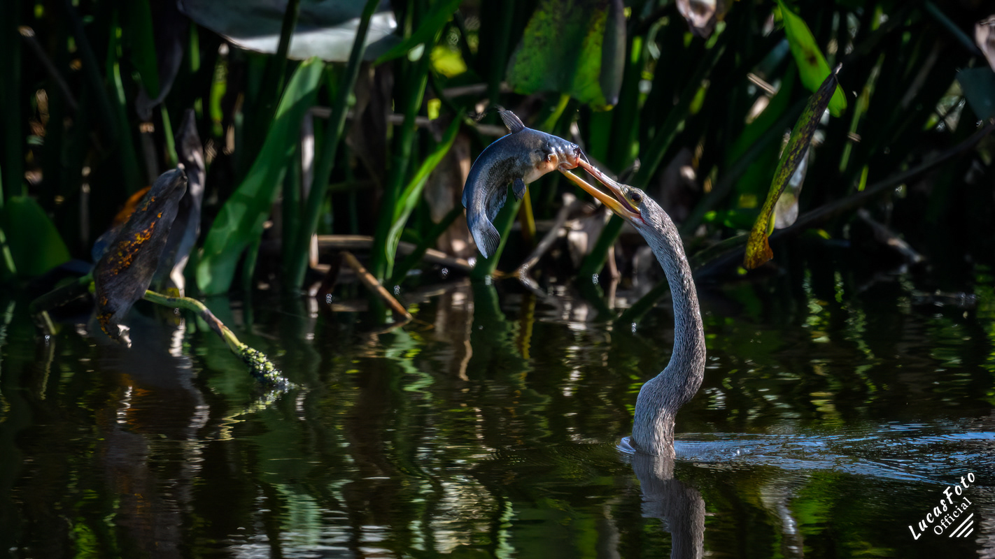 Anhinga