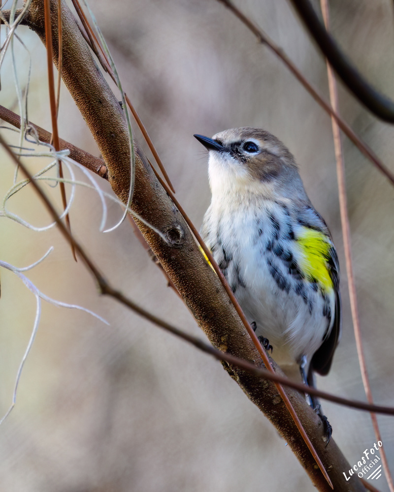 Yellow-rumped Warbler