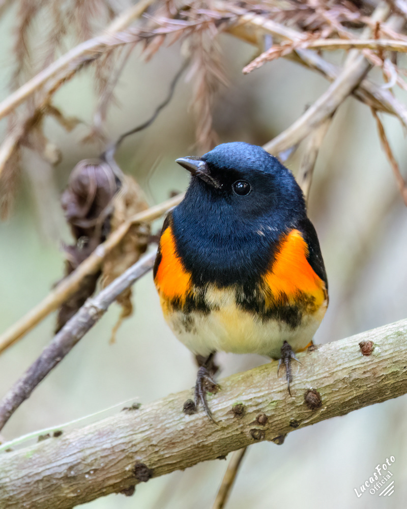 American Redstart