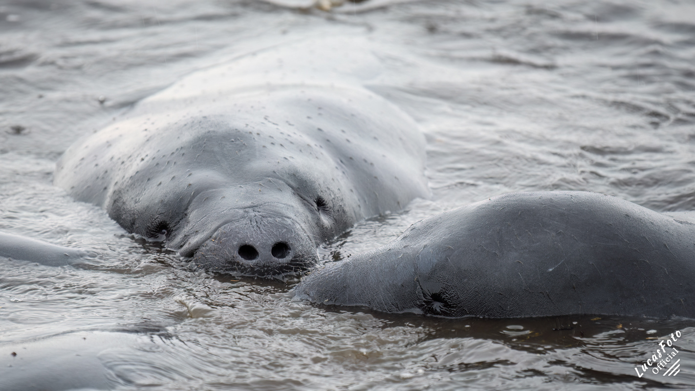 Manatee Mating Ball/Herd