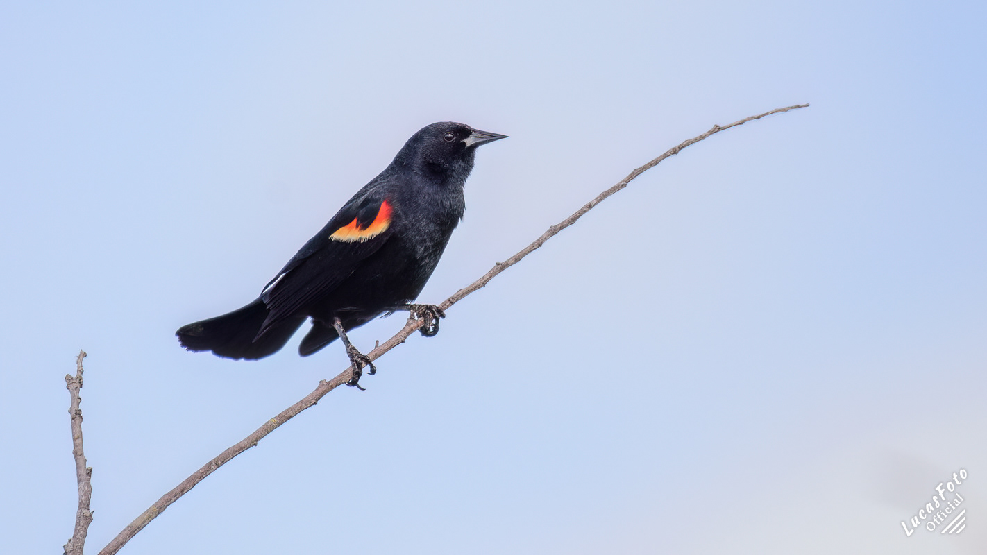 Red-winged Blackbird