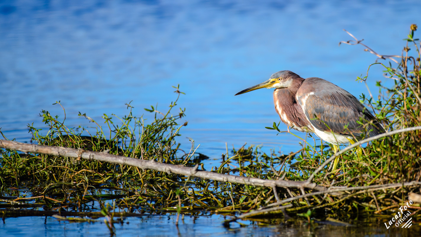 Tricolored Heron