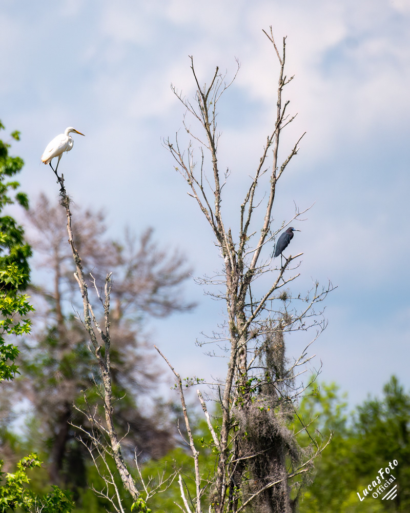 Great Egret / Little Blue Heron