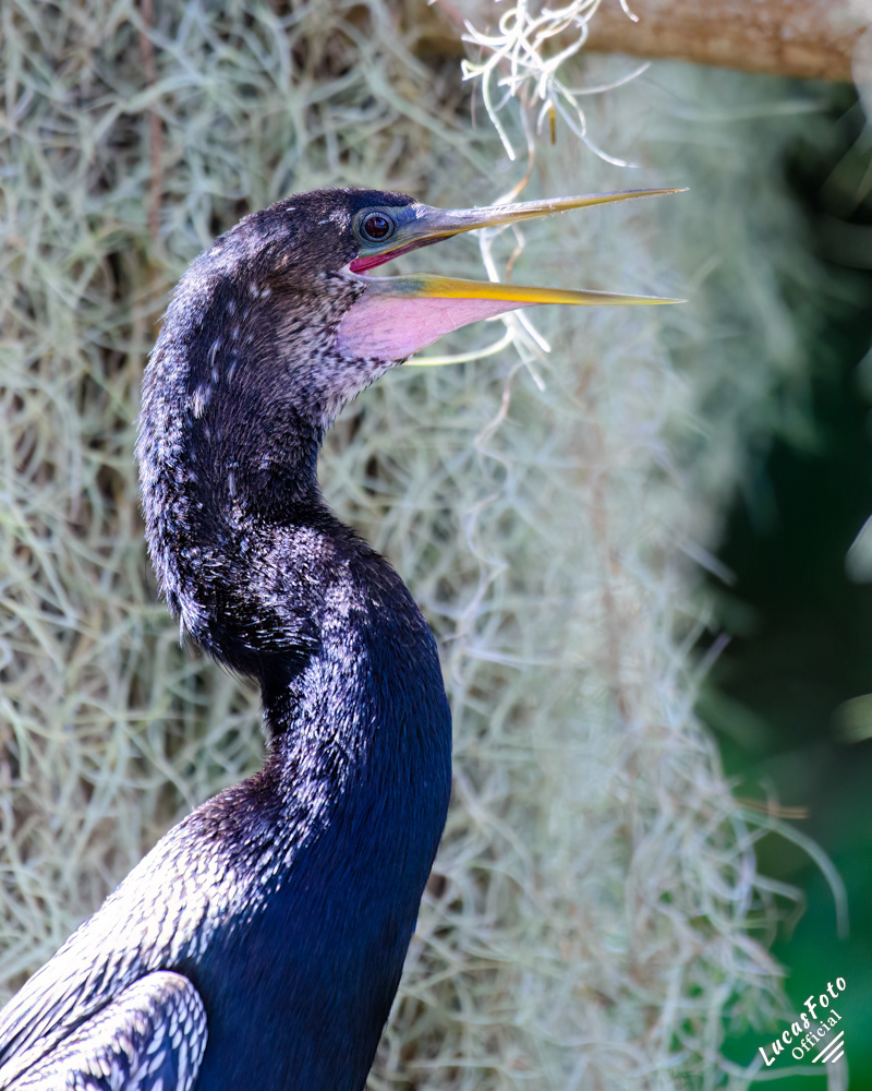 Anhinga