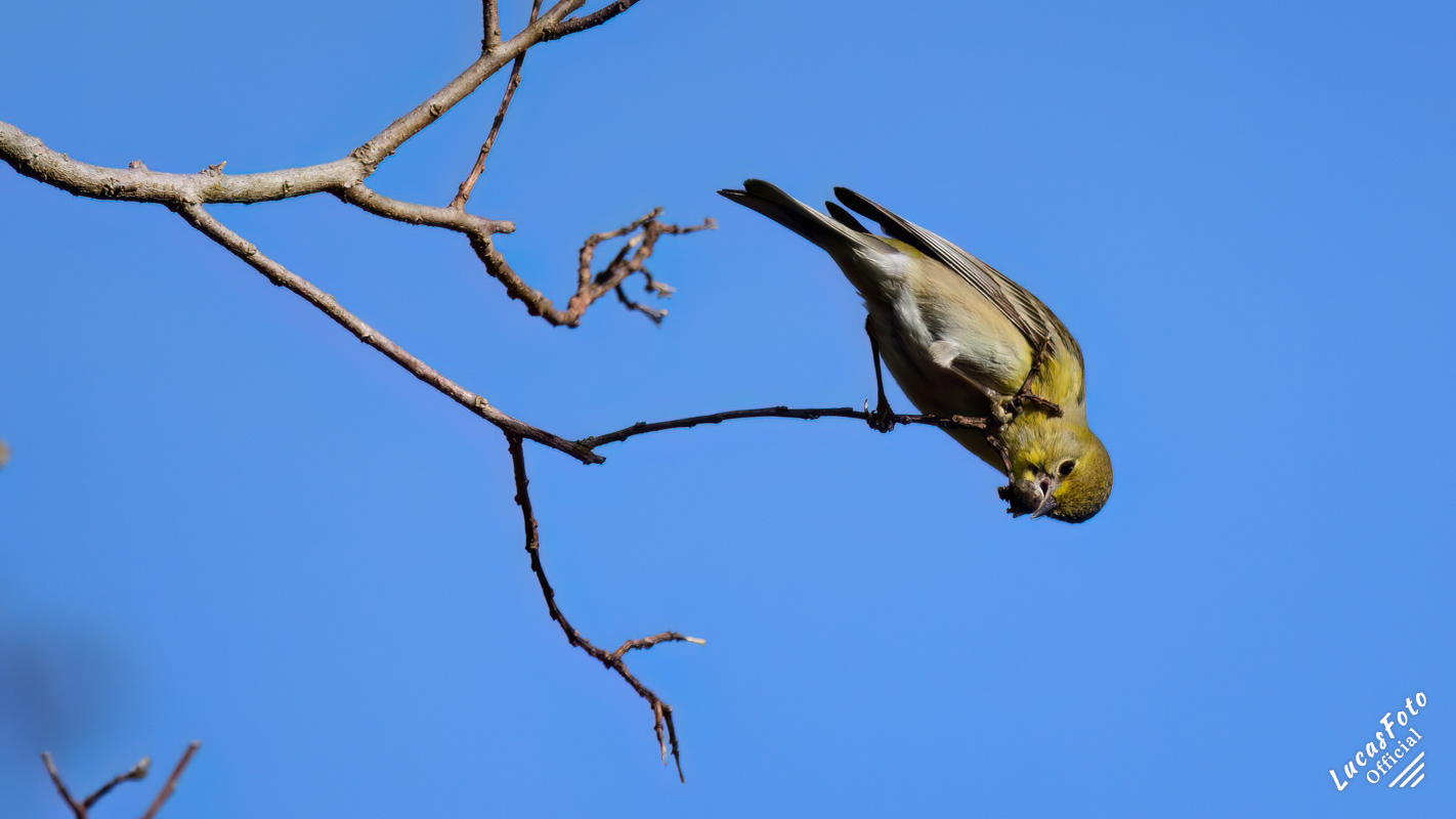 Pine Warbler