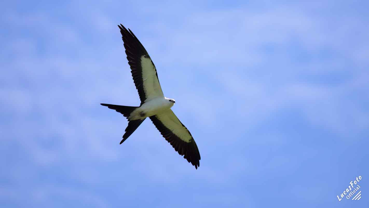 Swallow-tailed Kite