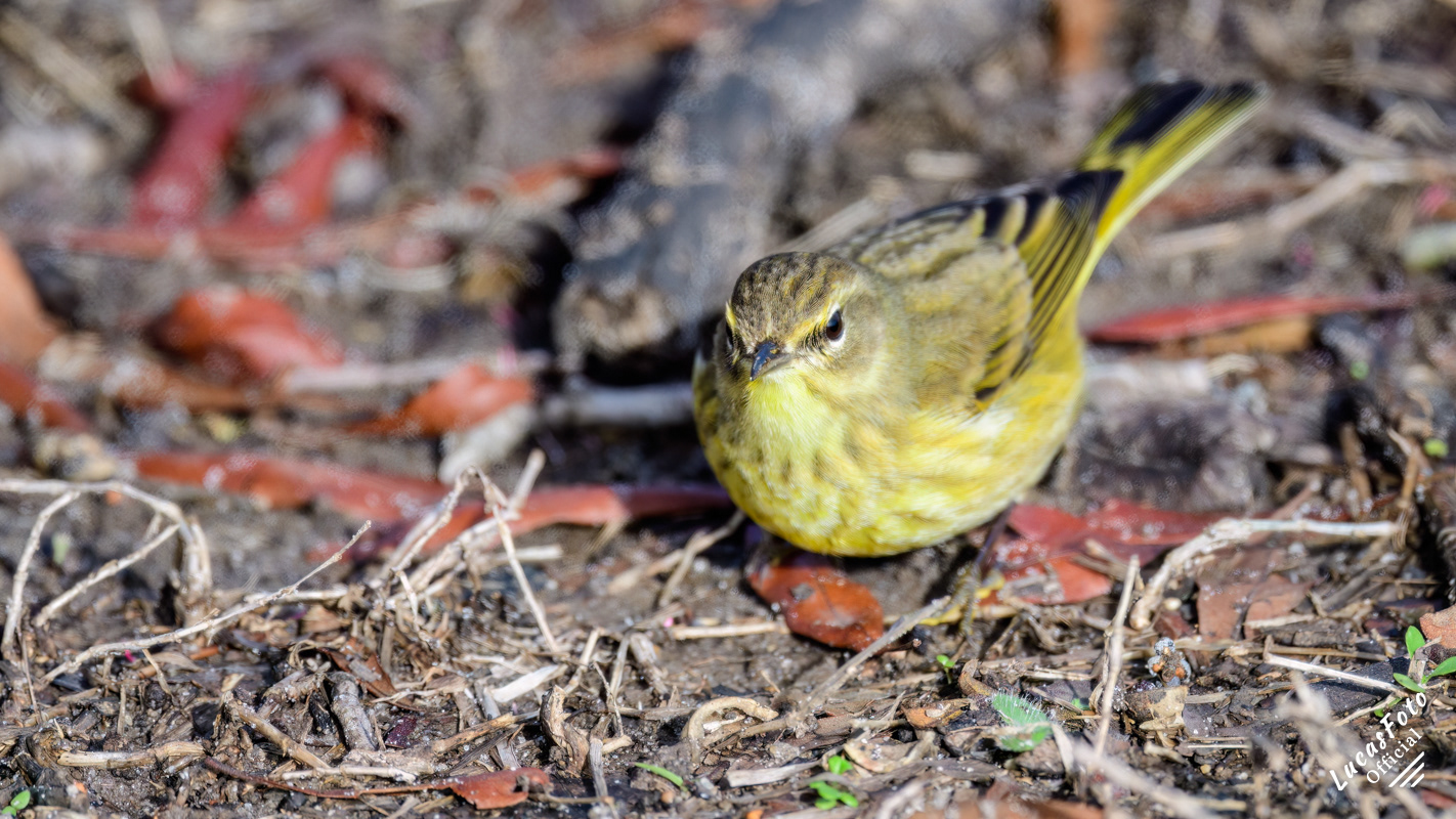 Palm Warbler