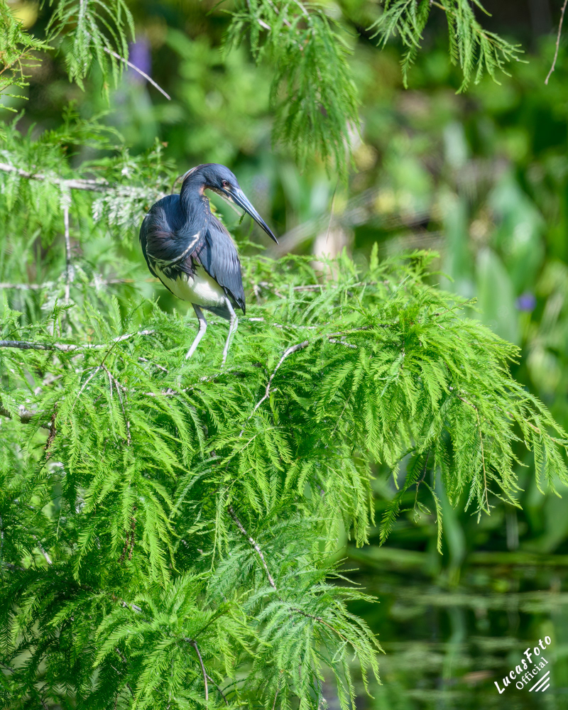 Tricolored Heron