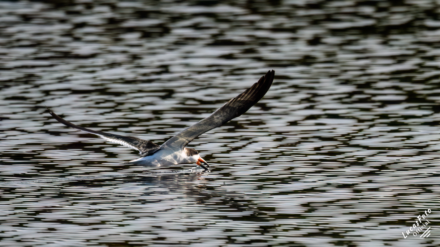 Black Skimmer