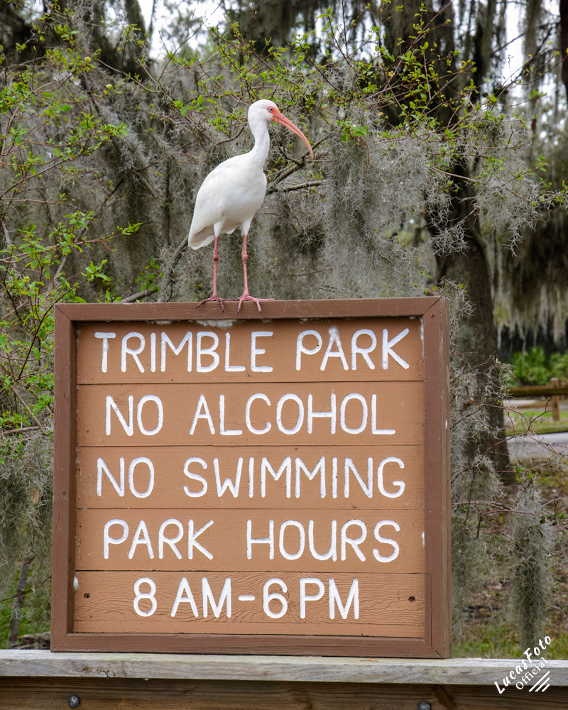 White Ibis