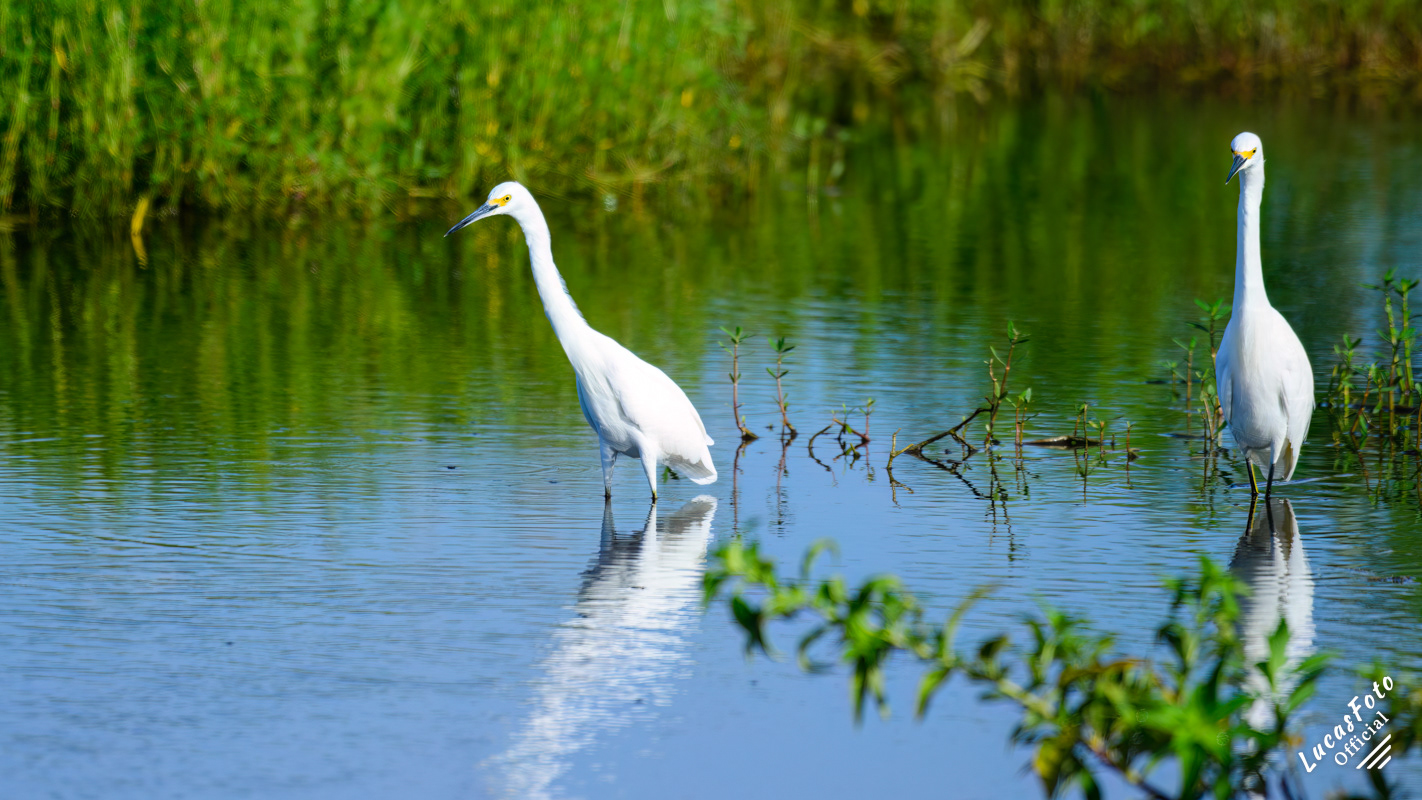 Snowy Egret