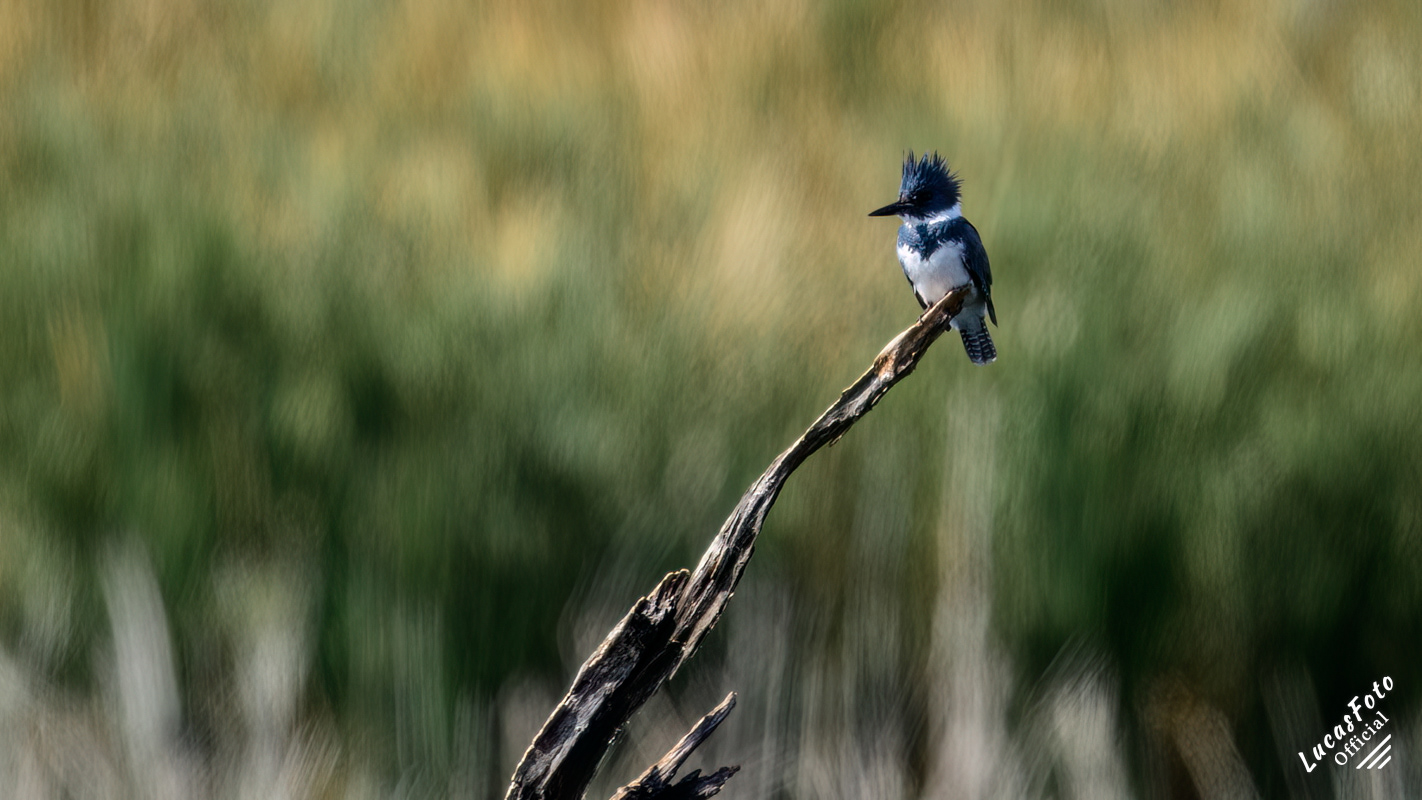 Belted Kingfisher