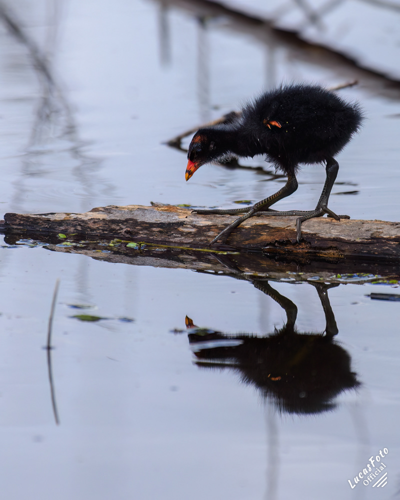 Common Gallinule