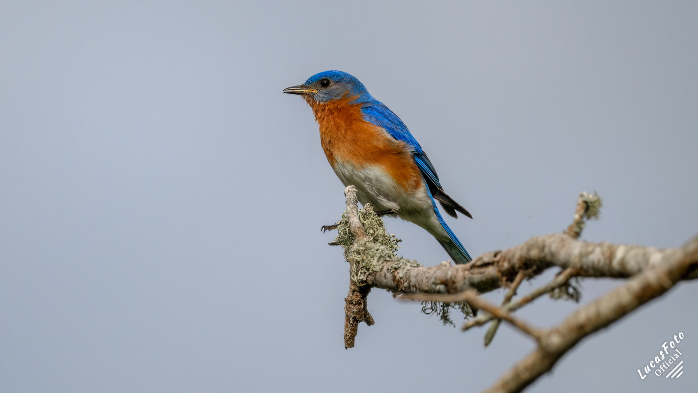 Eastern Bluebird