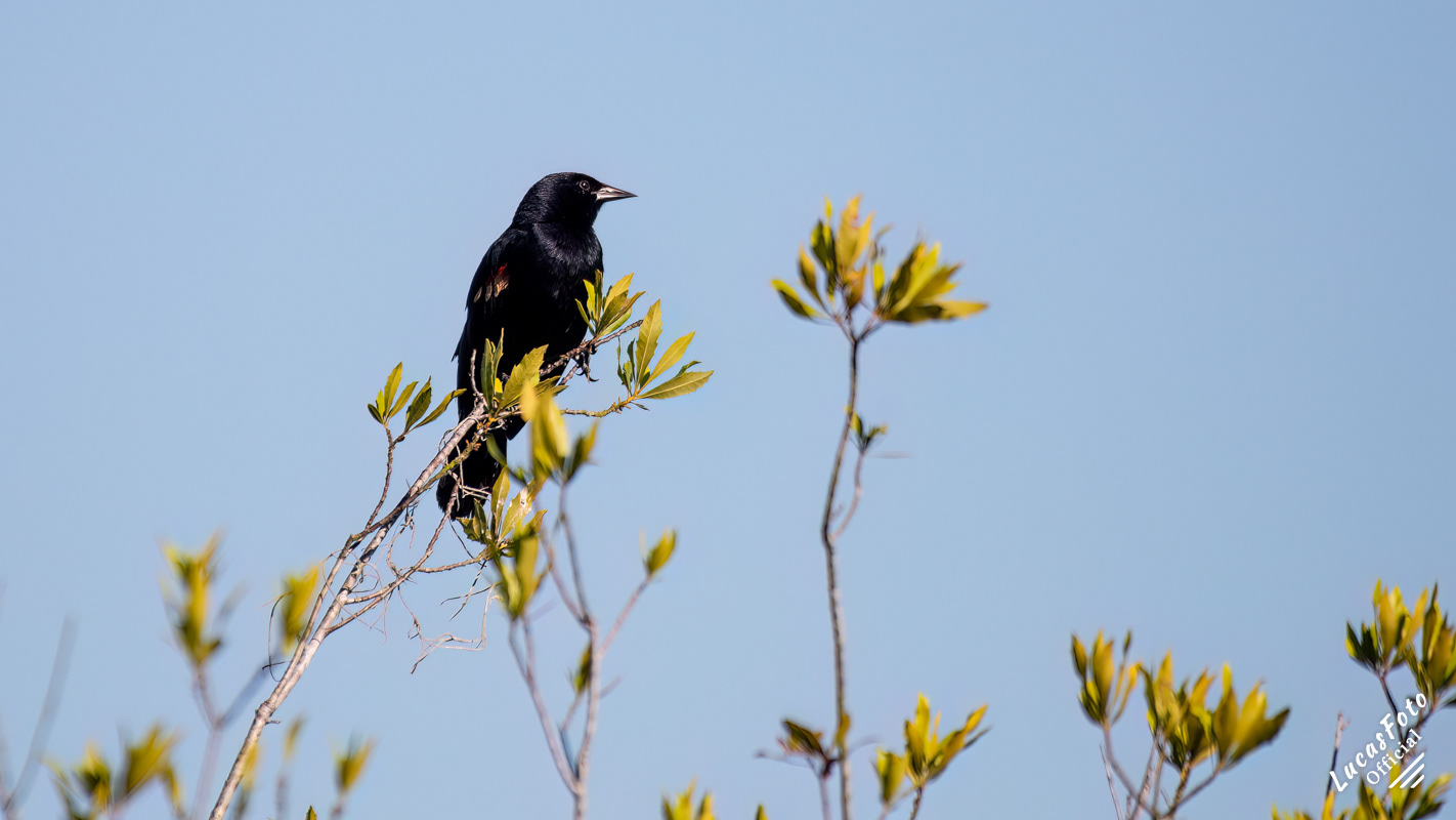 Red-winged Blackbird