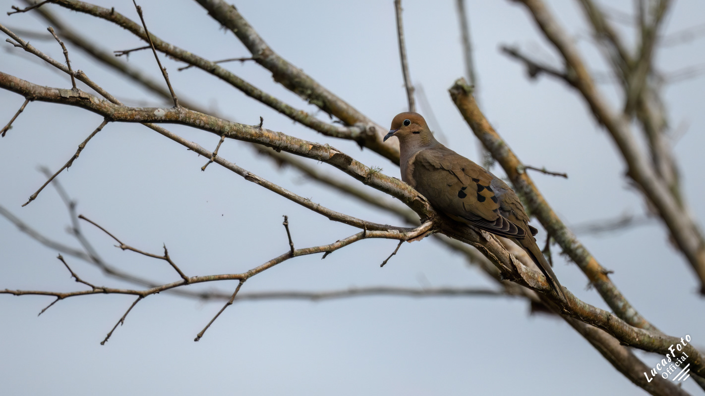 Mourning Dove