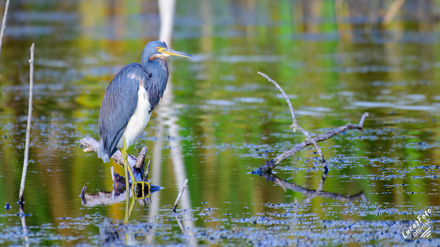Tricolored Heron